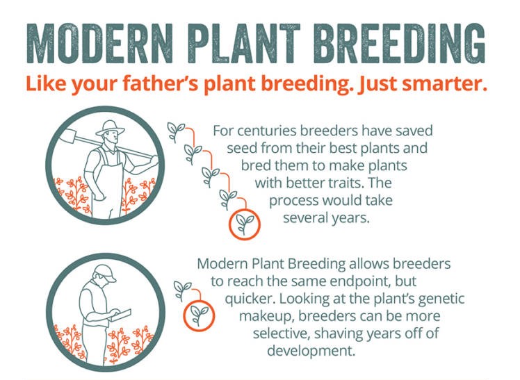 Modern plant breeding